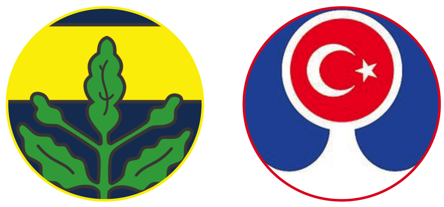 Fenerbahçe vs Kasımpaşa Experiences